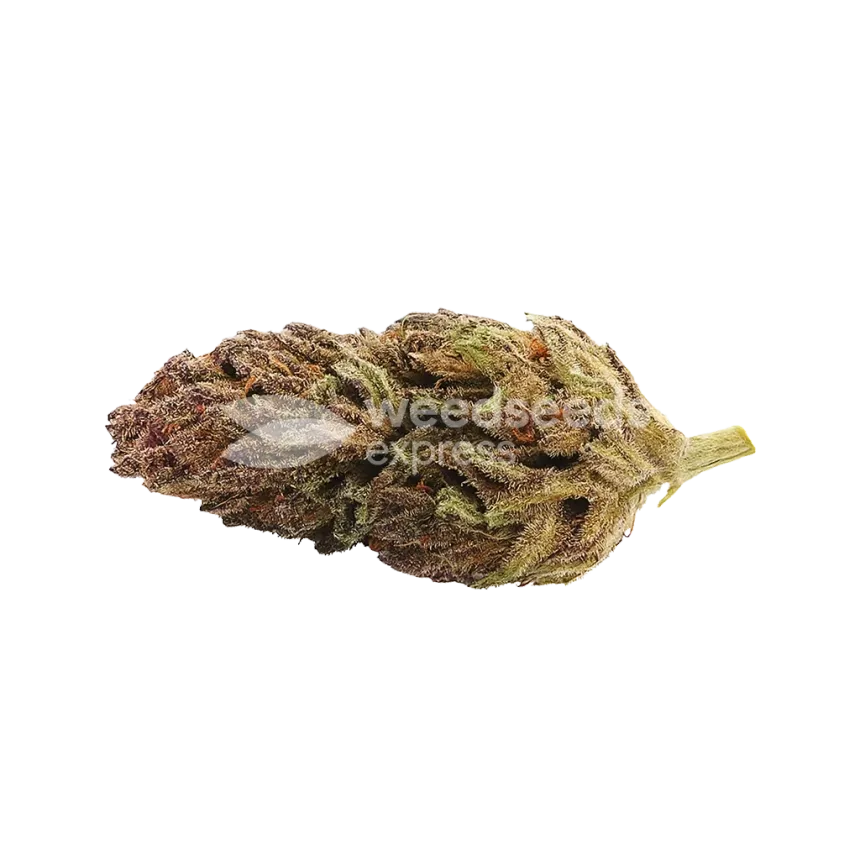 Blackberry Kush Auto Bud