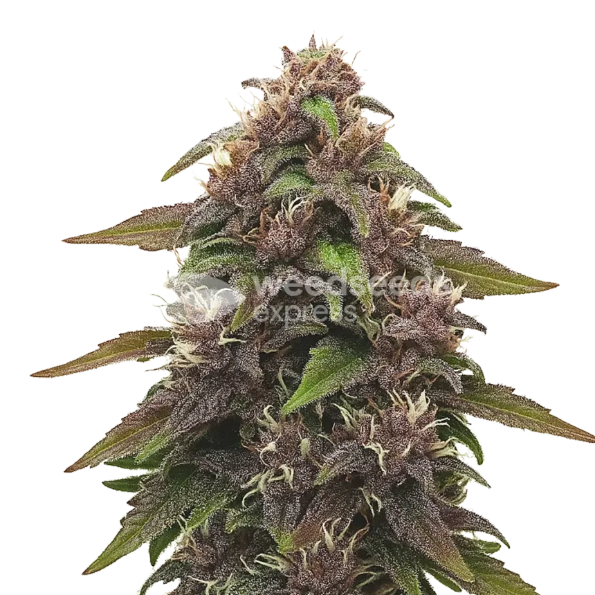 Blackberry Kush Auto Plant