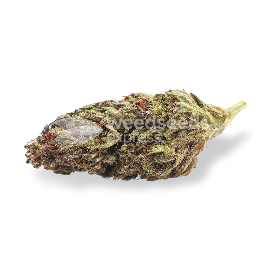 Blackberry Kush bud