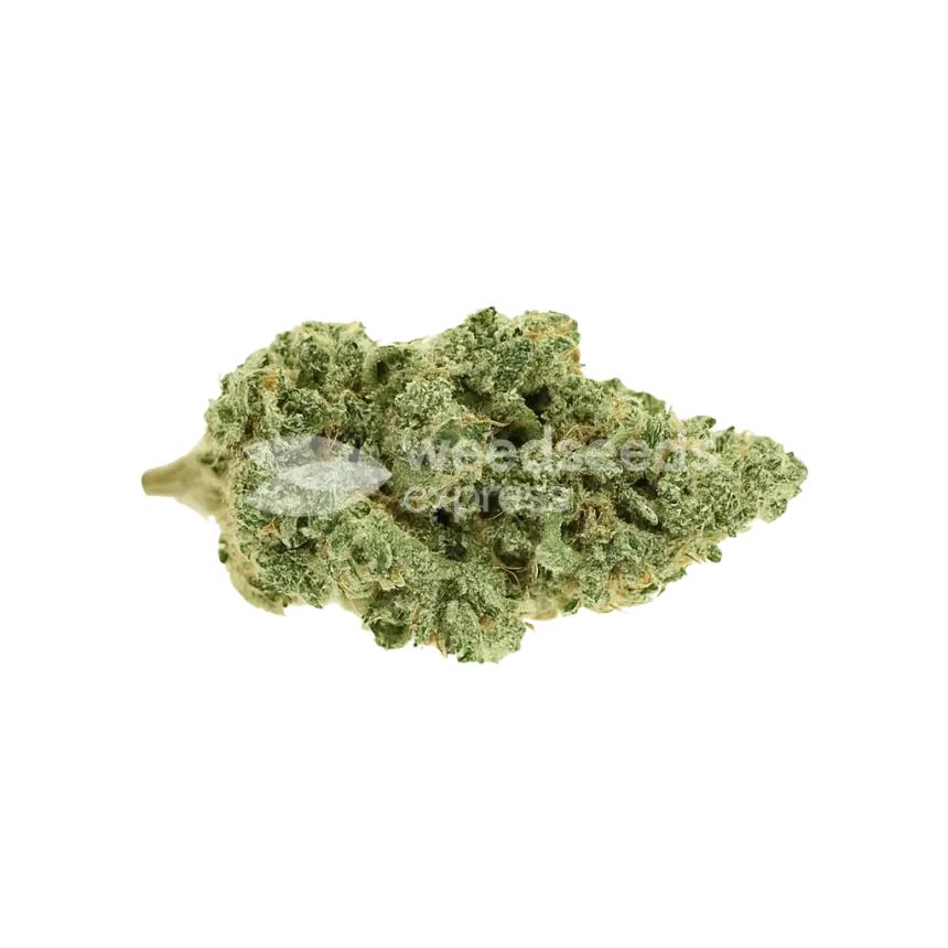 Blue Amnesia Auto Bud