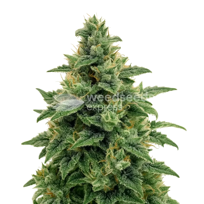 Blue Amnesia Auto Plant