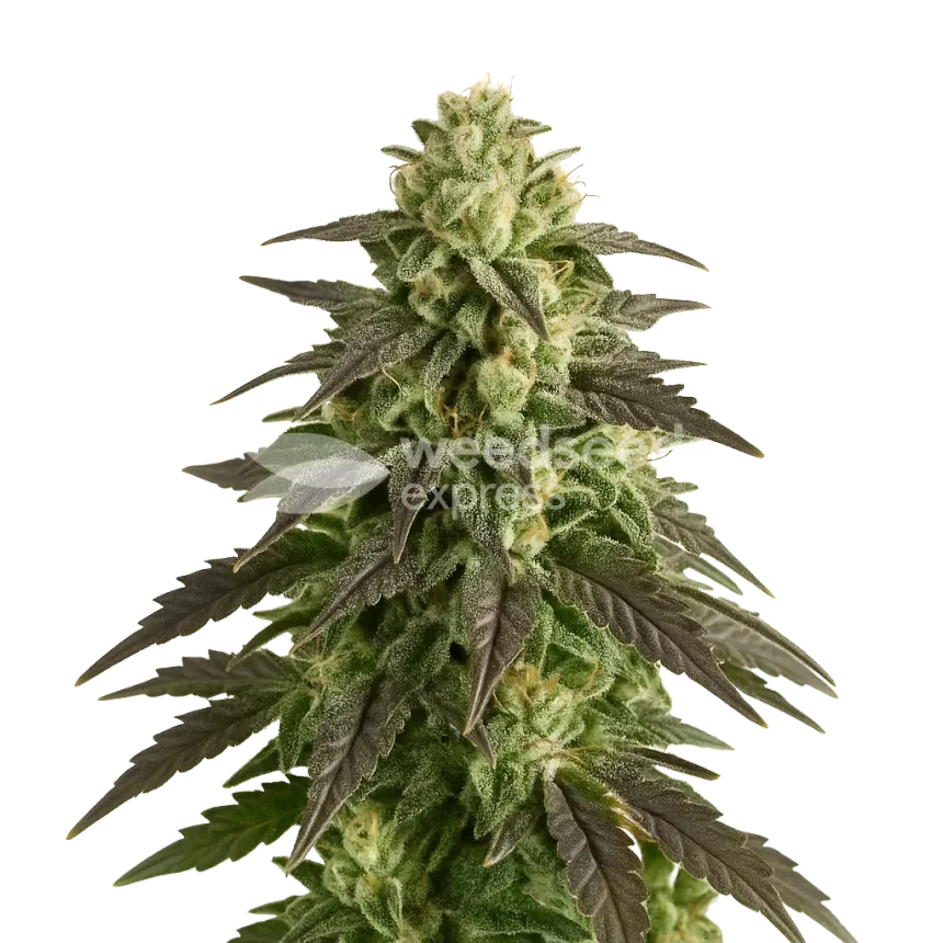 Blue Cheese Auto Plant