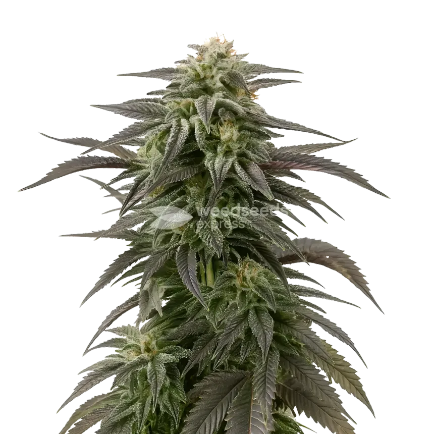 Blue Cheese Cannabis Plant