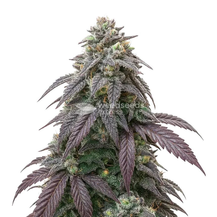 Blue Zushi Cannabis Plant