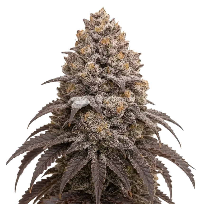 Blueberry Kush Wiet Plant