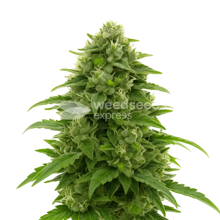 Bruce Banner Auto Plant