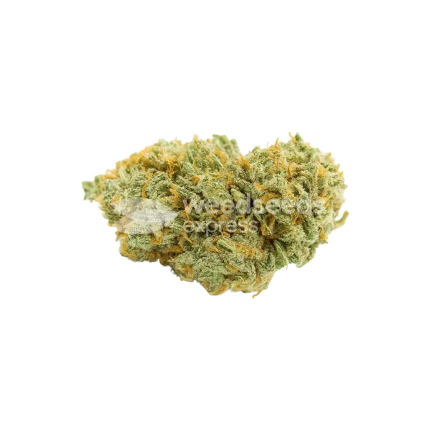 Bubblegum Auto Bud