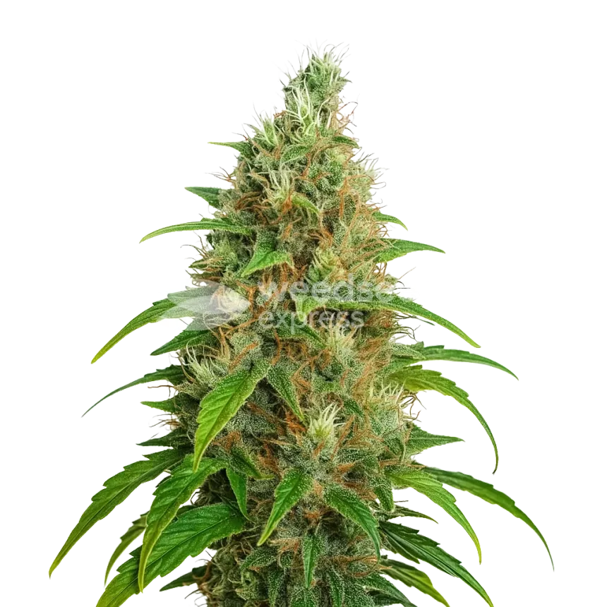 Bubblegum Auto Plant