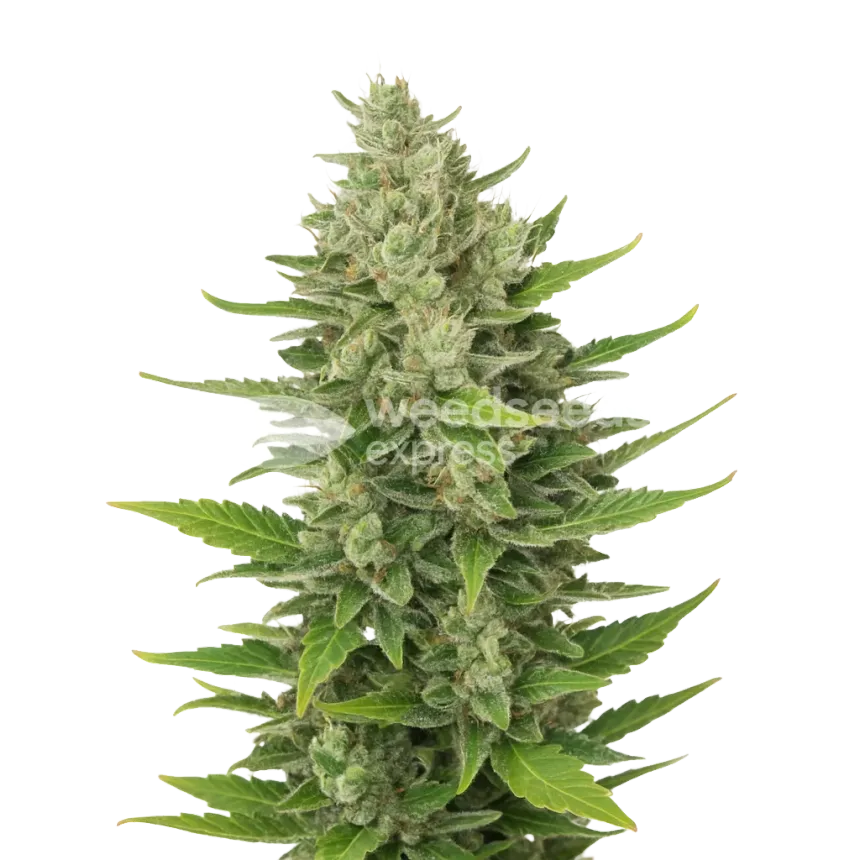 CBD Critical Mass Auto Plant