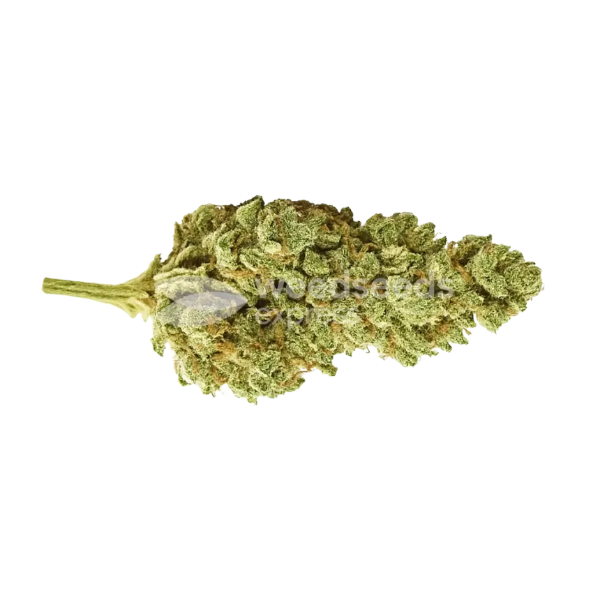 CBG Citrus Nectar Auto Bud