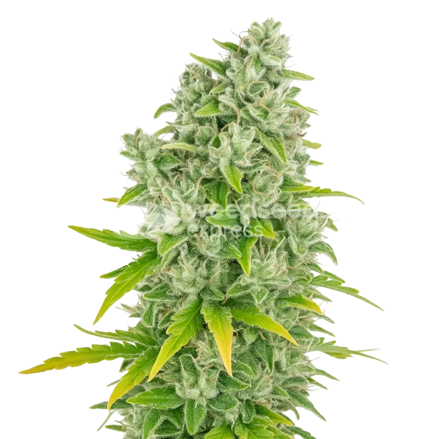 CBG Citrus Nectar Auto Plant