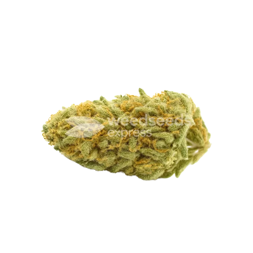 Cheese Auto Bud