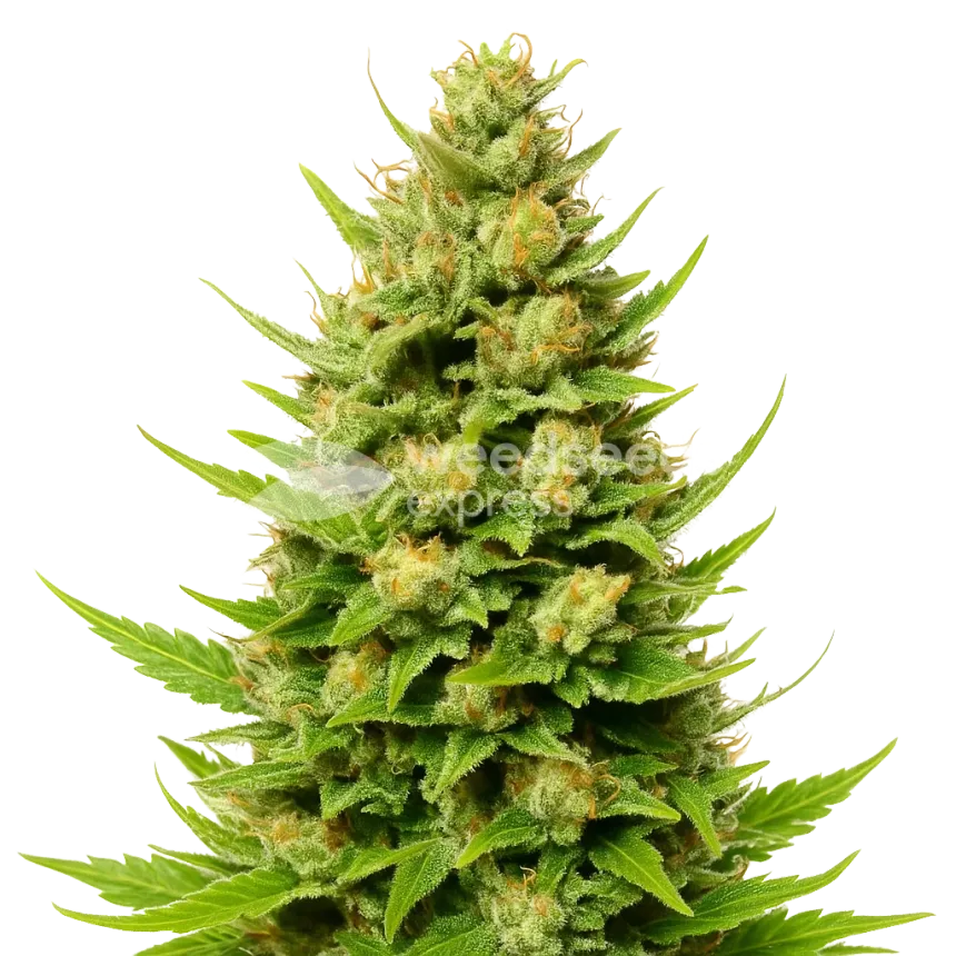 Cheese Auto Plant