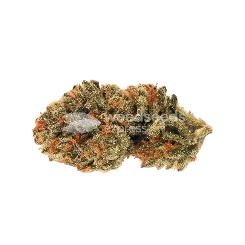 Cherry Pie Auto Bud