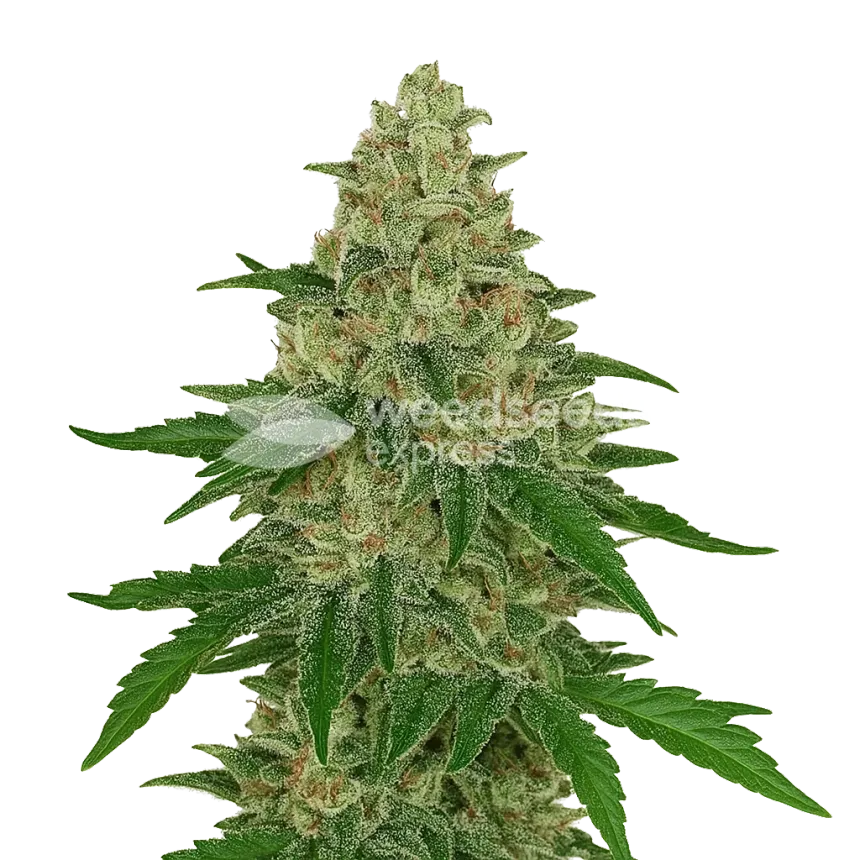 Chocolope Auto Plant