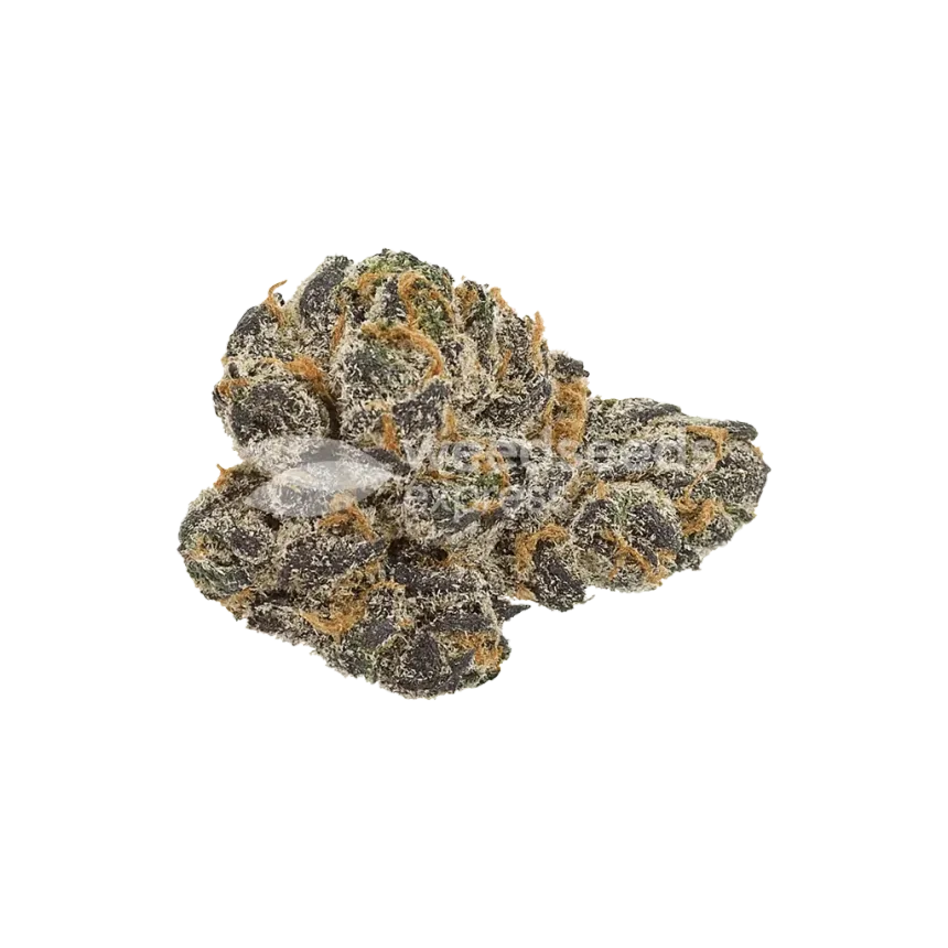 Cookies and Cream Auto Bud