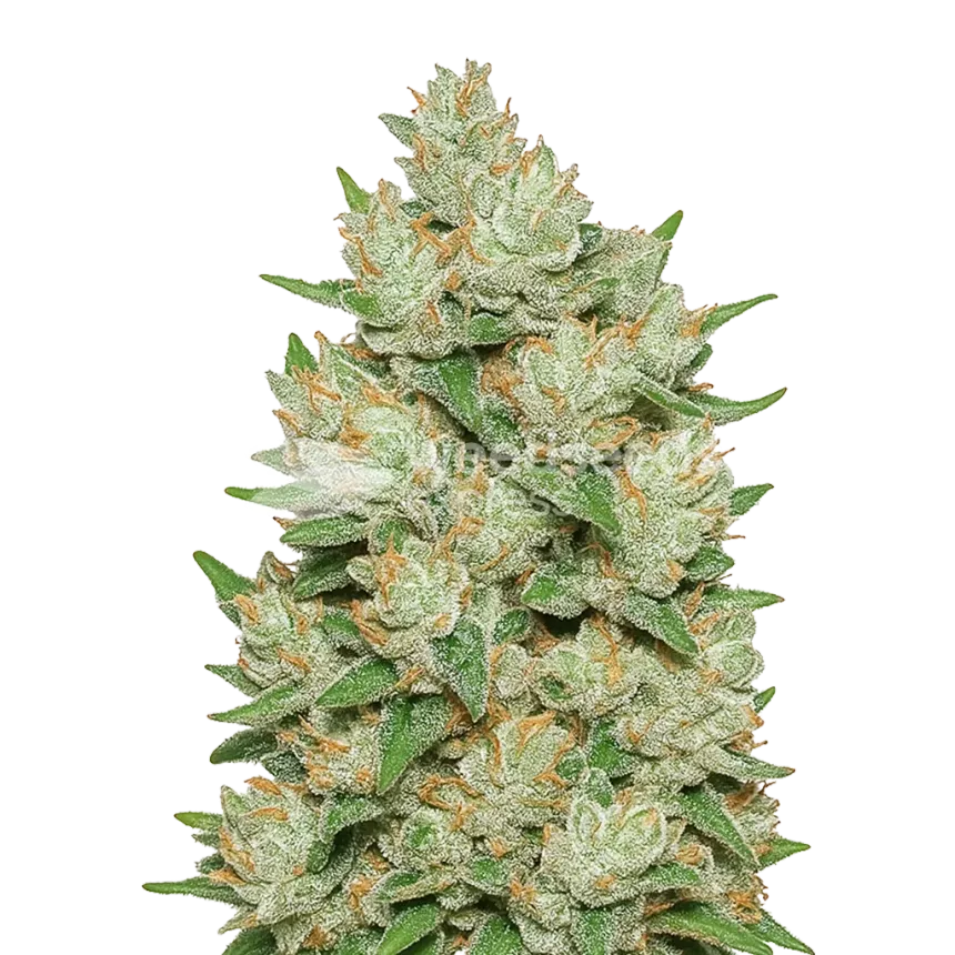 Cookies and Cream Auto Plant