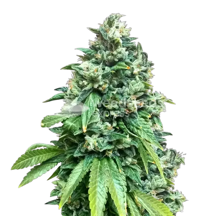 Crunch Berries Plant