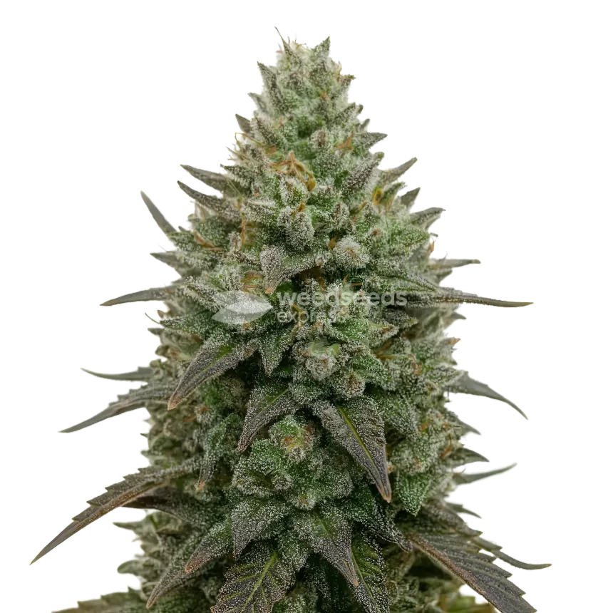 Donny Burger Cannabis Plant