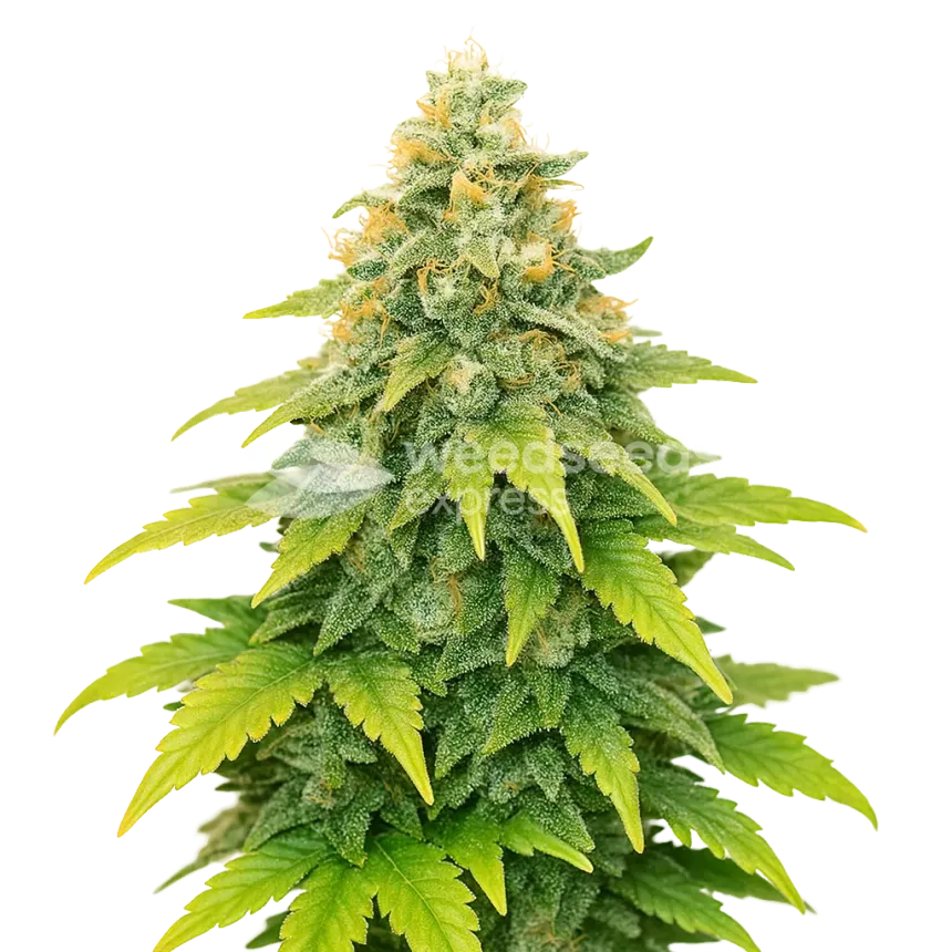 Fat Bastard Auto Plant