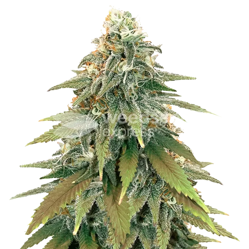 Fat Bastard plant