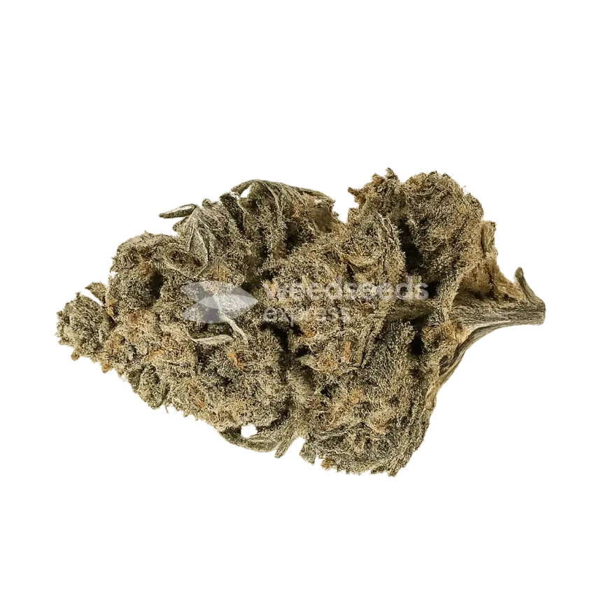 Forbidden Runtz Bud