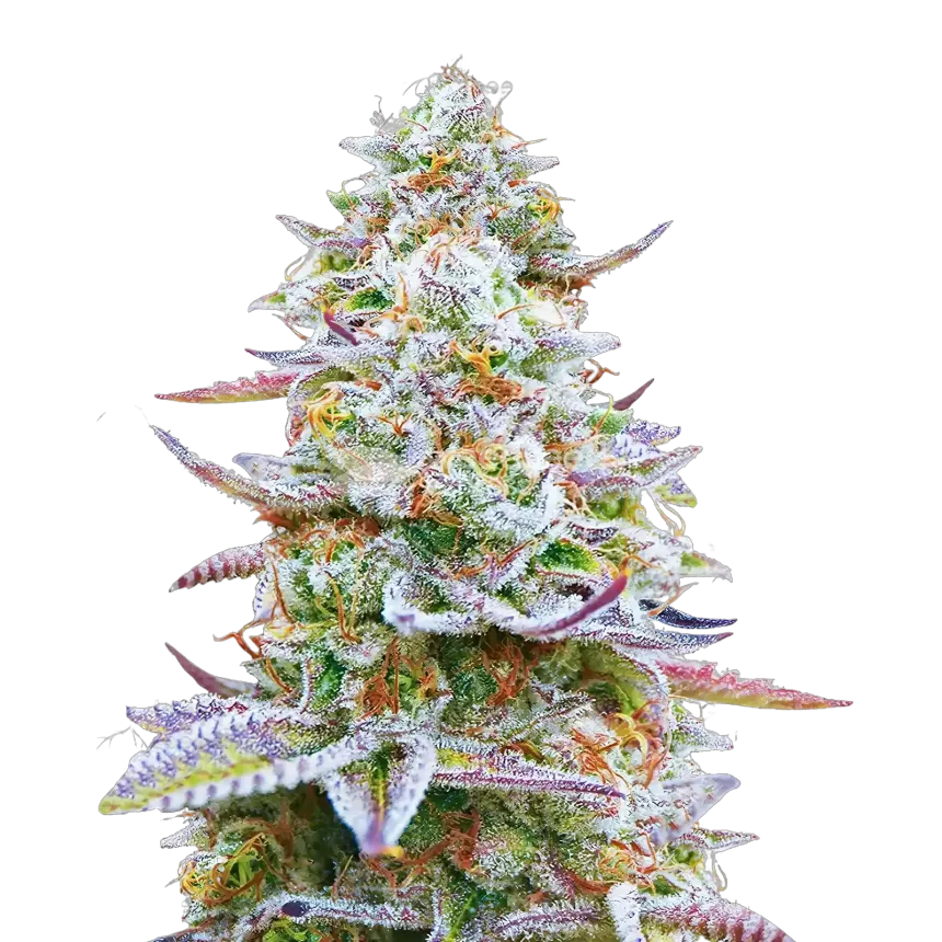 Glitter Bomb Cannabis Plant