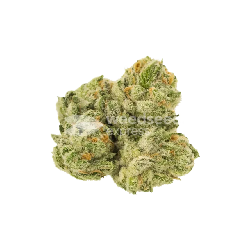 Glookies Auto Bud