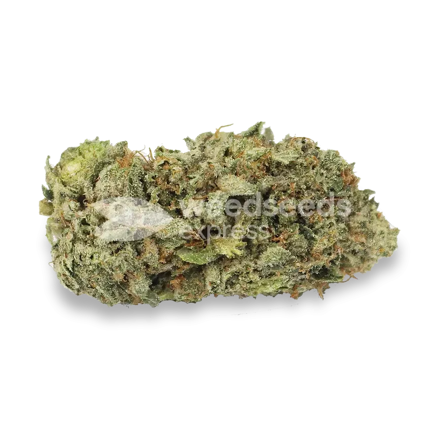 GMO Cookies top