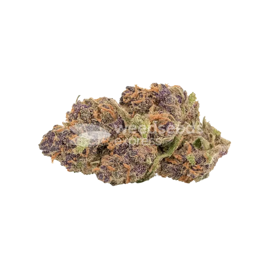 Godfather OG Auto Bud