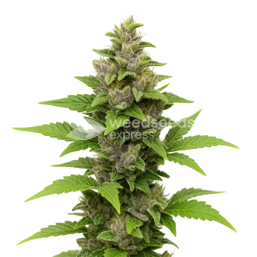 Godfather OG Auto Plant