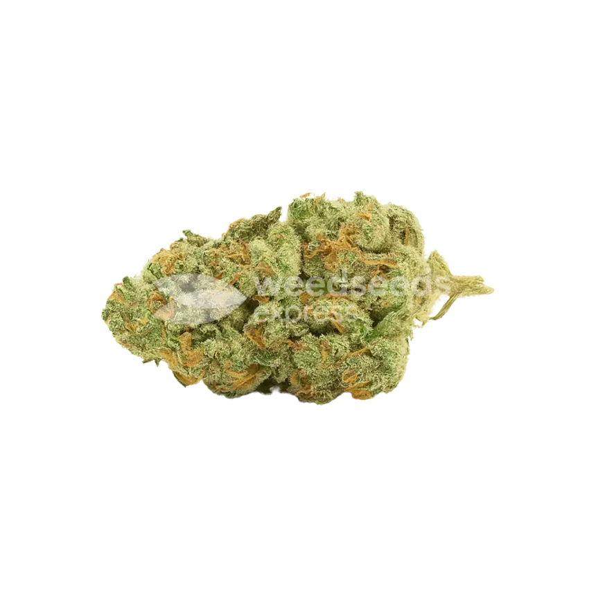 Gold Leaf Auto Bud