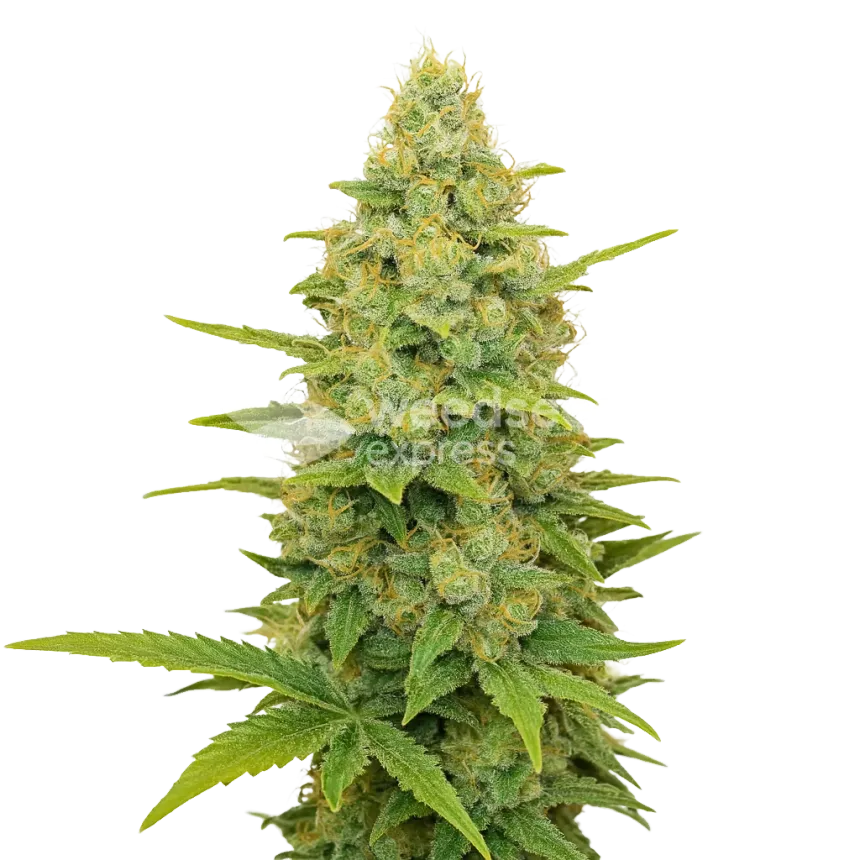 Gold Leaf Auto Plant