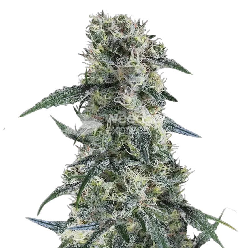 Gorilla Cookies Plant