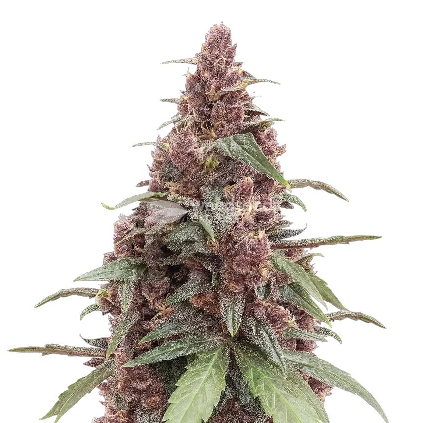Grandmommy Purple cannabisplant