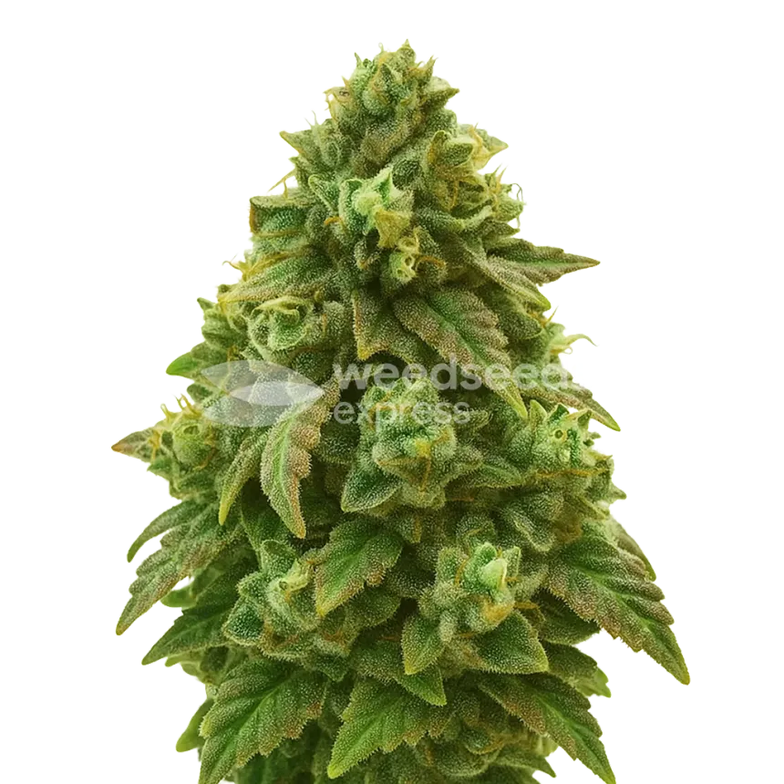 Green Crack Auto Plant