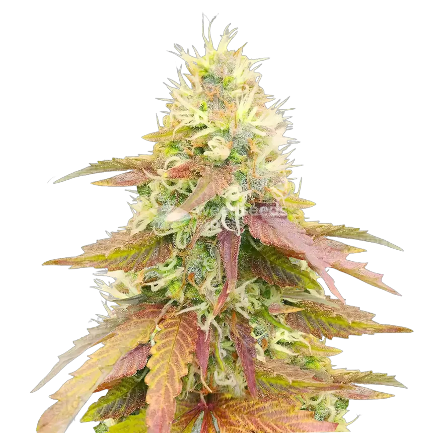 Gumbo Cannabis Plant