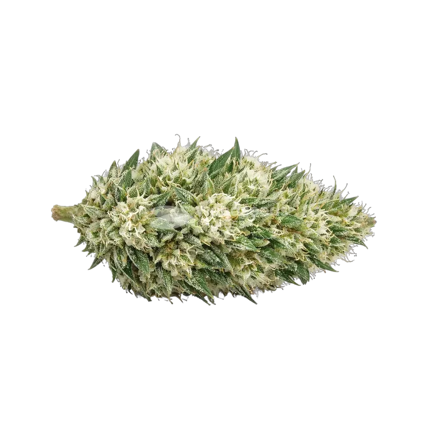 Gush Mints Autoflower Cannabis-top