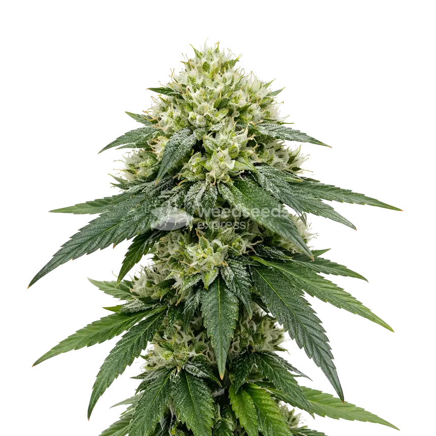 Gush Mints Autoflower Cannabis Plant