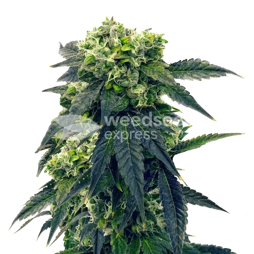 Gush Mints plant