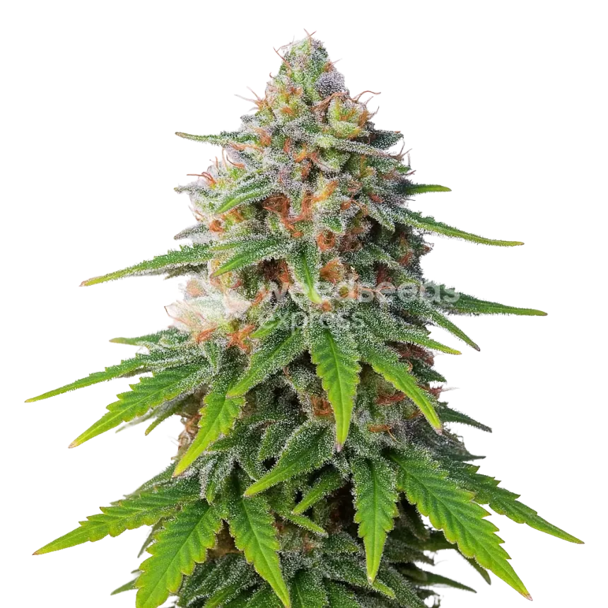Hellfire OG Auto Plant
