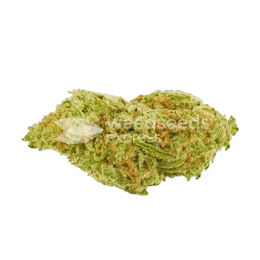 Humboldt Autoflower Top