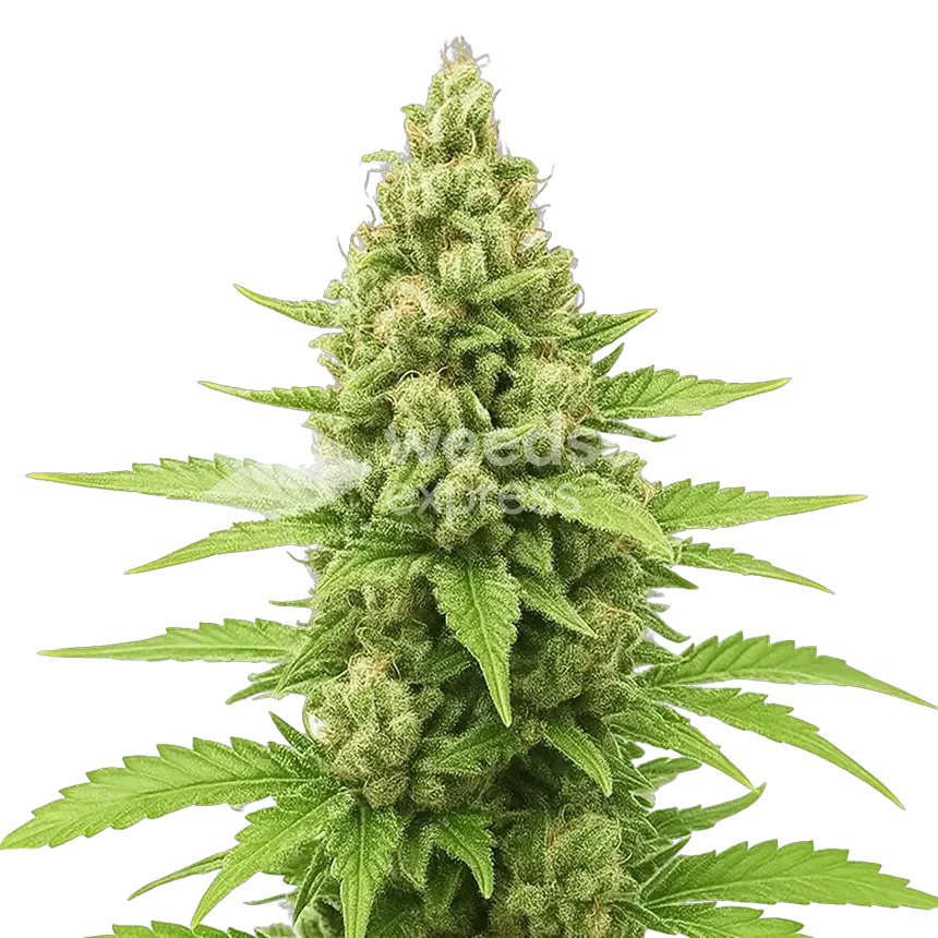 Humboldt Autoflower Plant