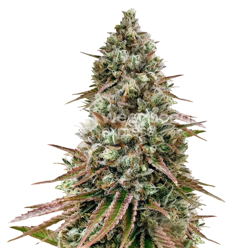 Ice Cream Cake plant