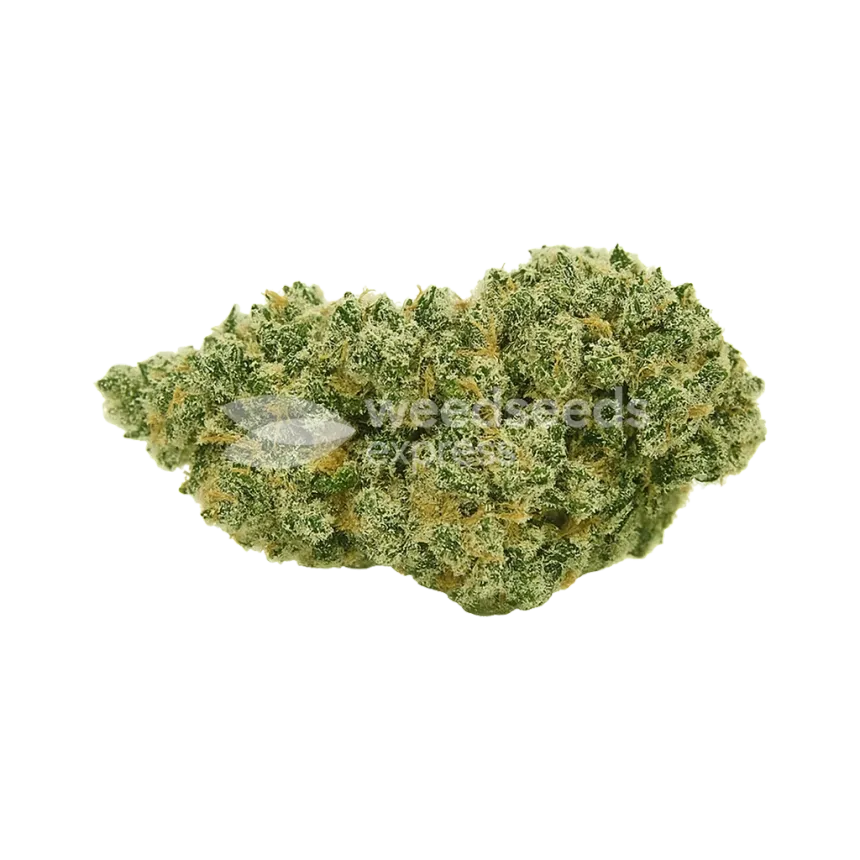 Jack Herer Auto Bud