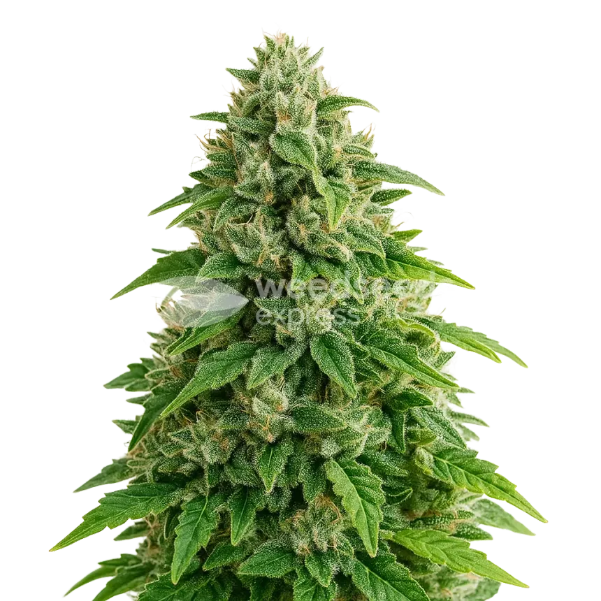 Jack Herer Auto Plant