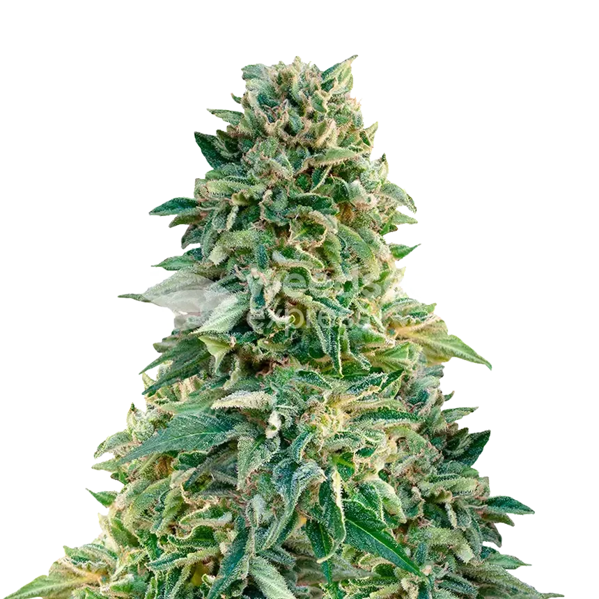 Jack Herer Plant