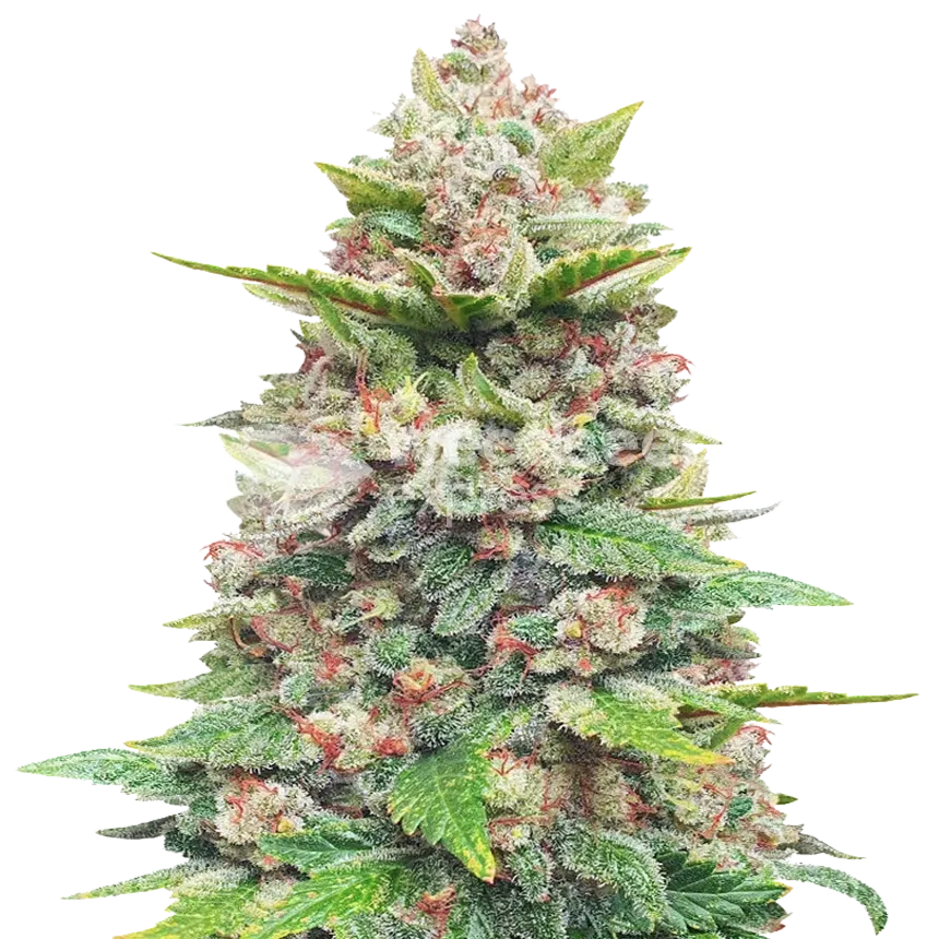 Jealousy plant