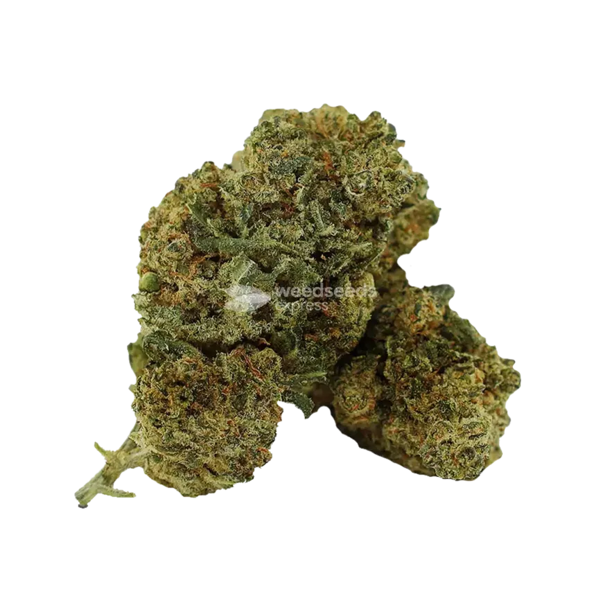 Kalifa Kush Bud
