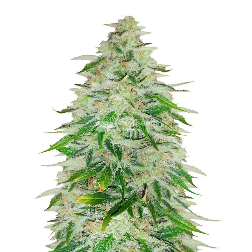 Kalifa Kush Plant